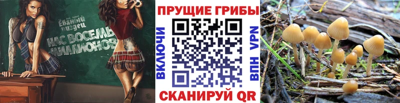 Галлюциногенные грибы прущие грибы  Череповец 